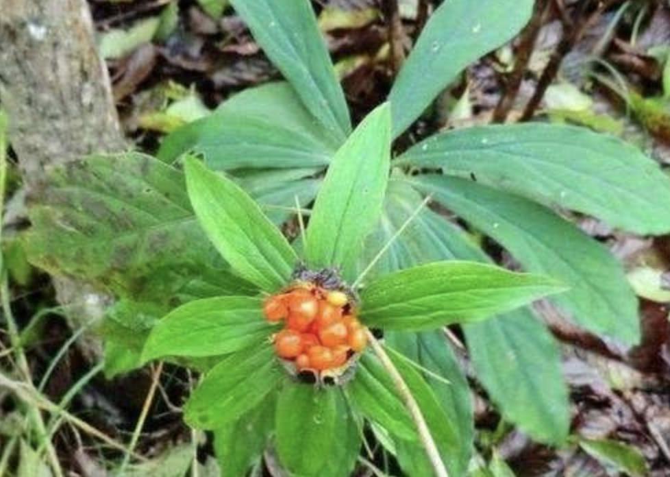 植物花草七叶莲,野生七叶莲一般生长在什么环境