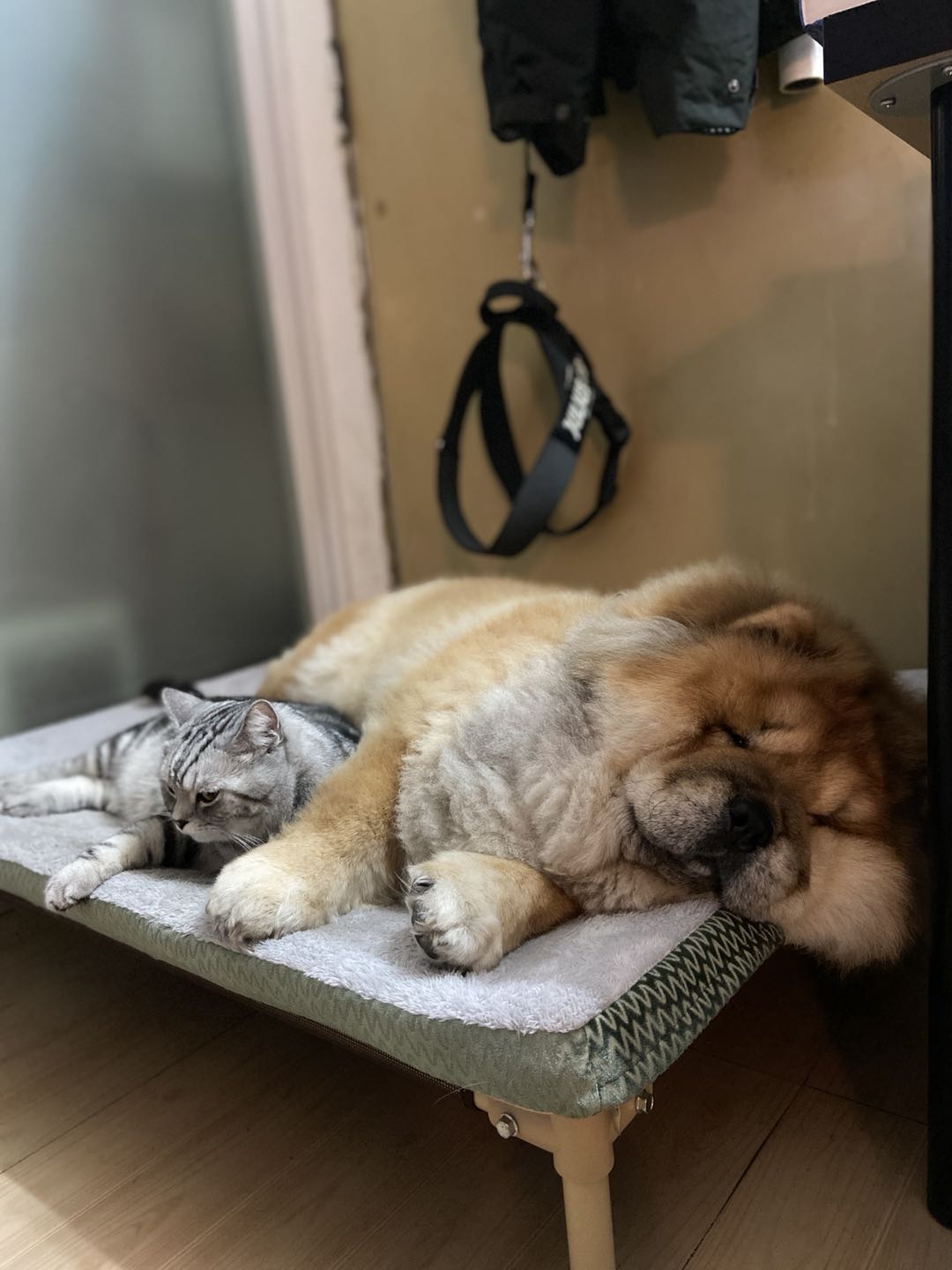 仰卧撑宠物达人专访：两代松狮“狗医生”的坚强铲屎官Erika