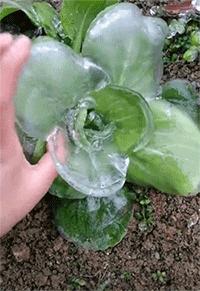 搞笑合集：我有一个大胆的想法，拼个新郎，酒席红包对半分