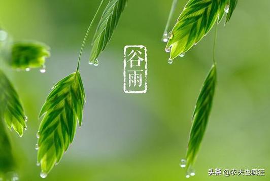气象中的谷雨是什么意思,谷雨天气好代表什么意思