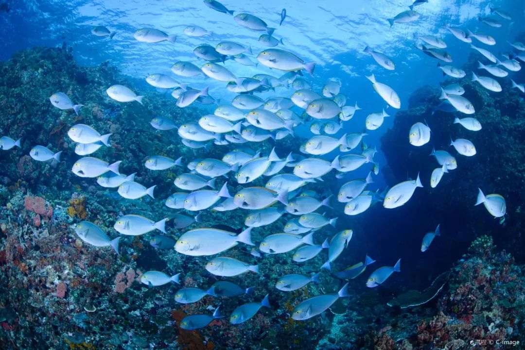 免签的海岛,中文免签海岛