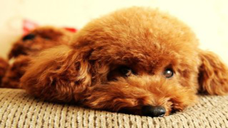 领养狗狗可以挑选品种和年龄么,领养狗狗要领养什么样子的好