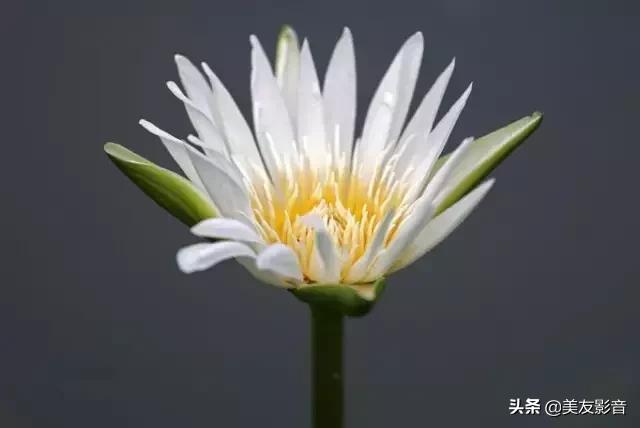 江南可采莲莲叶何田田全诗讲解,有关莲的古诗词大全