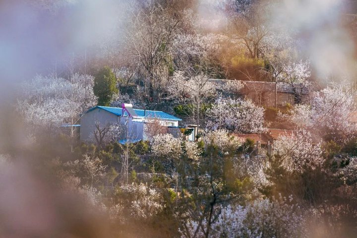 日照最美桃源,寻找最美春天日照惊艳全城