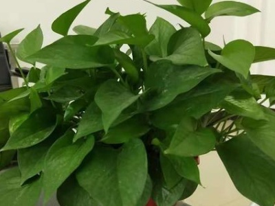 绿萝黄叶的原因和解决方法,绿萝套袋黄叶了