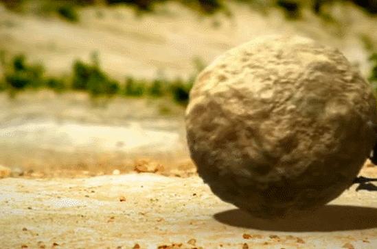 豆瓣9.6！娃刷到停不下来，还能看出人生大道理