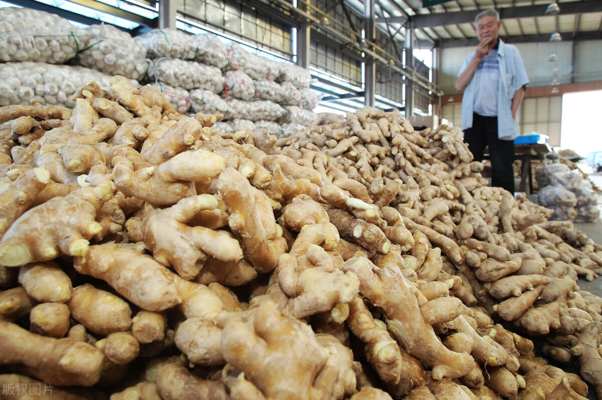 现在的生姜行情姜农赚取的收益,今年生姜为什么滞销