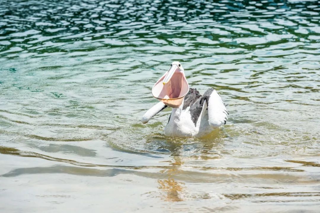 悉尼到阿德莱德自驾游,澳大利亚阿德莱德悉尼距离