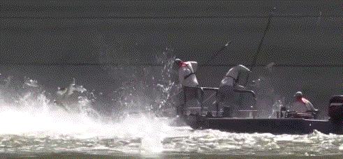 46厘米！18条金鱼引发美国人担忧，会像亚洲鲤鱼一样泛滥吗？