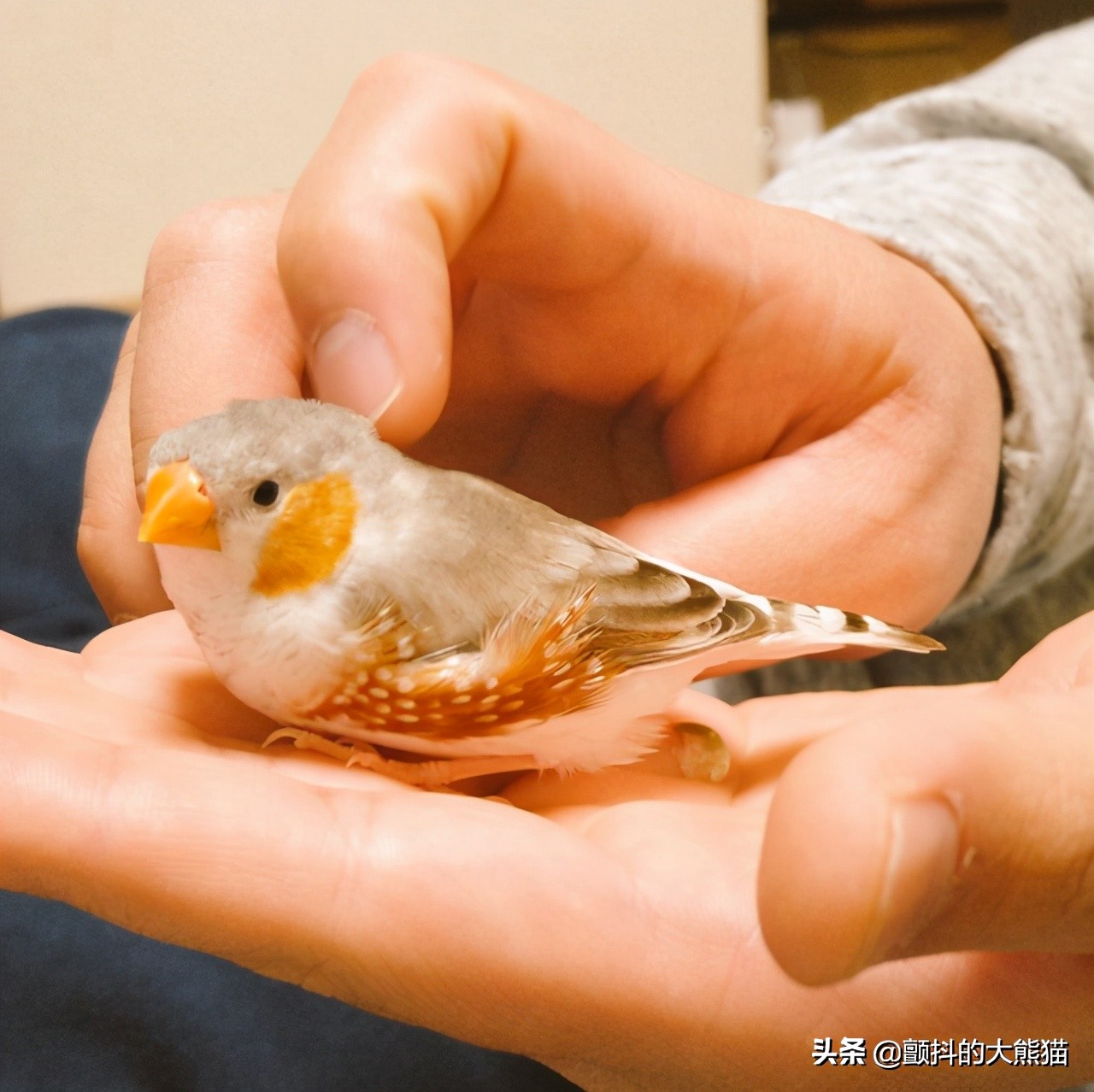 瓒呮不鎰堢殑灏忛笩,瓒呮不鎰堢殑灏忛笩瑙嗛
