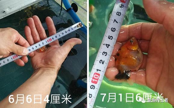 养功考试1个月，20条鱼的前后成长对比，变化太惊艳了
