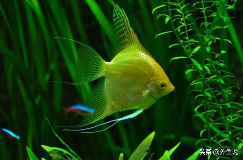 养观赏鱼小知识大全图片,观赏鱼养殖技巧哪种观赏鱼最好养