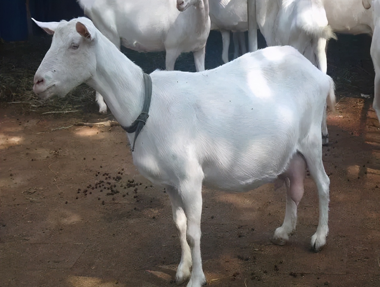 每日一学的100个技巧,奶山羊有哪些