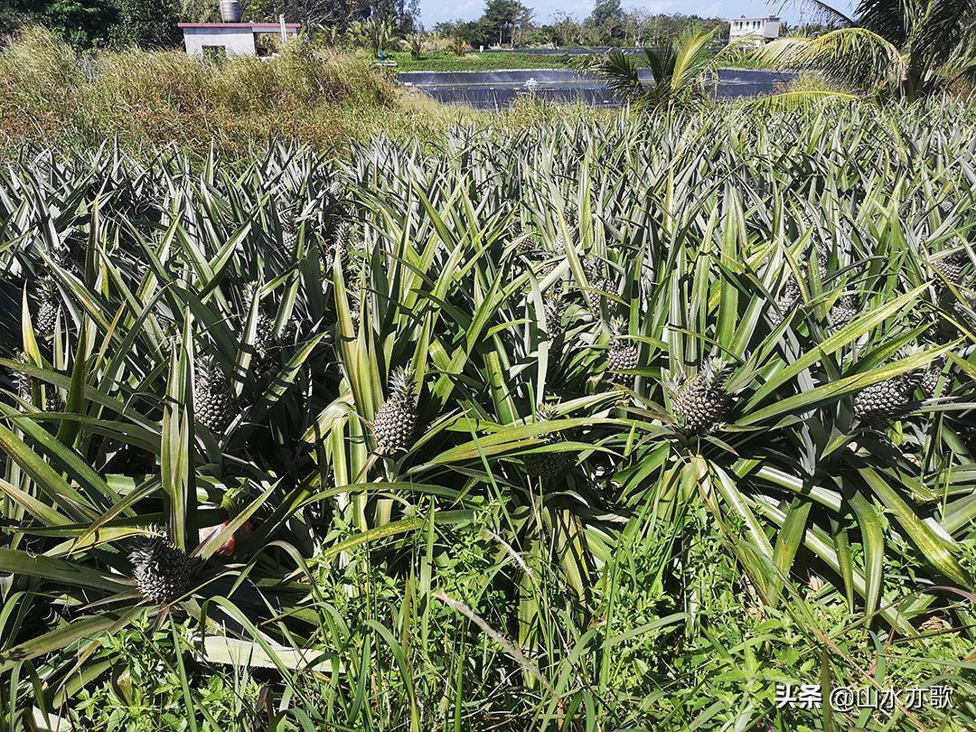 石家庄自驾海南旅游攻略,石家庄到海南三亚自驾游最佳路线