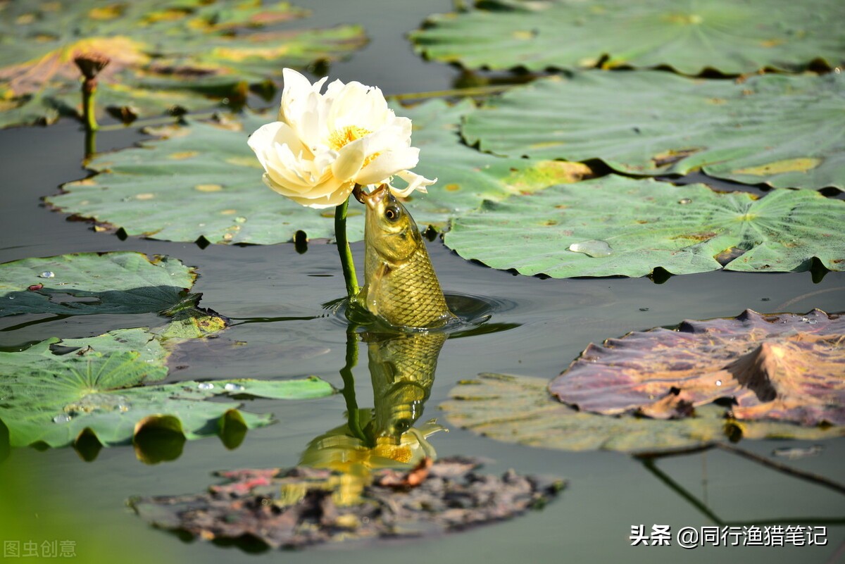 钓草鱼有什么特效饵料好用,钓草鱼的最佳草饵