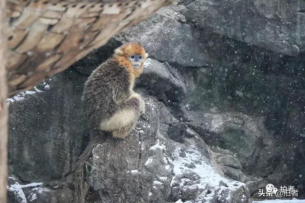 北京迎初雪9只熊猫,北京喜迎初雪去北京动物园看熊猫