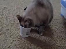 猫能被东西卡住动不了吗,猫好像被什么东西卡住一样