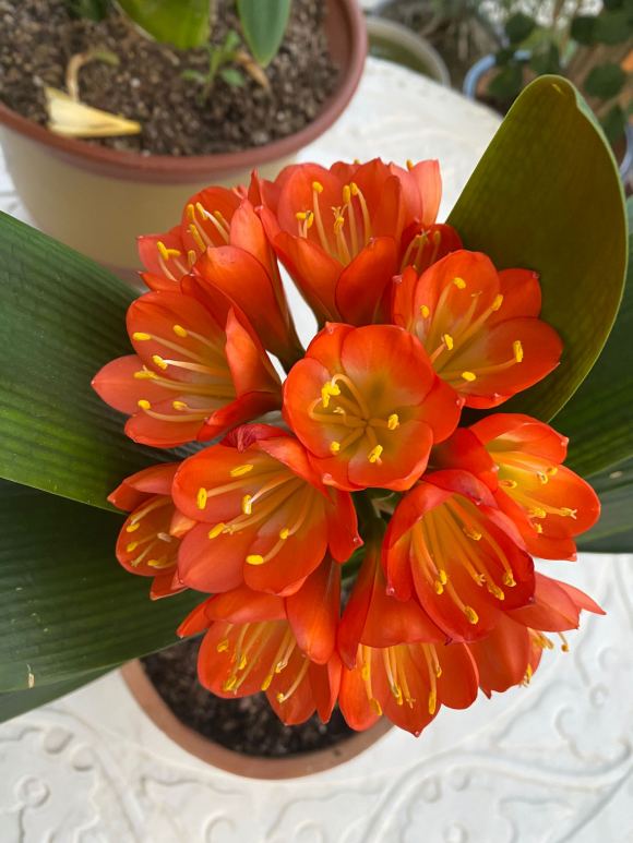 君子兰快开花时应该注意什么,君子兰不开花怎么办才能让它开花