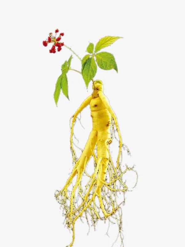 治高血压的中药冲剂,中药治高血压能除根