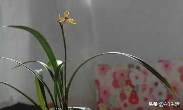 兰花生长习性图片,兰花的生长习性和简介