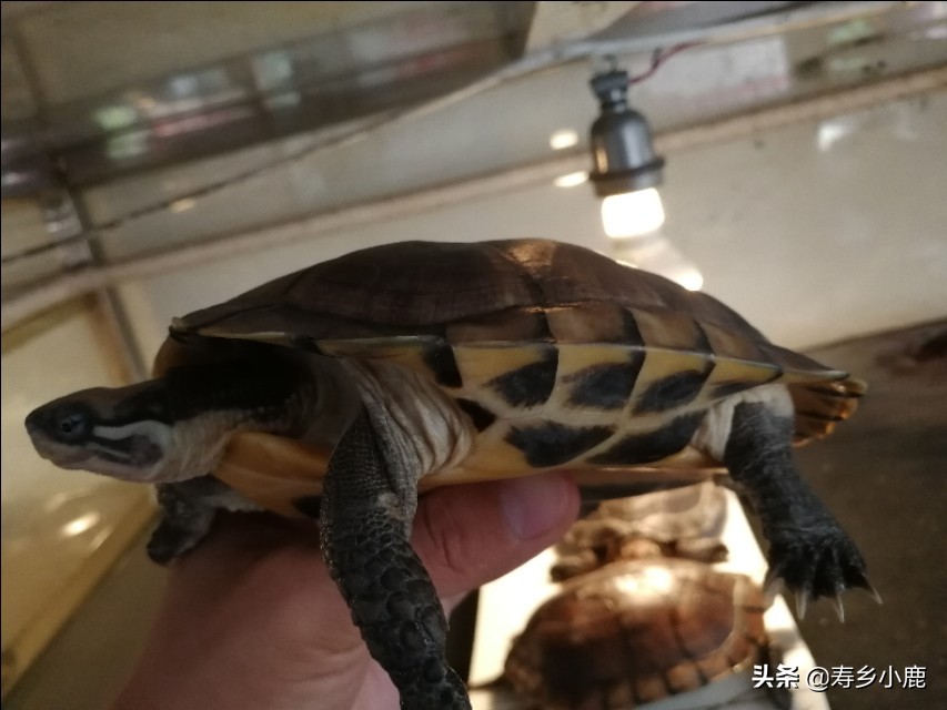 金钱龟行情还有得涨吗,金钱龟回暖