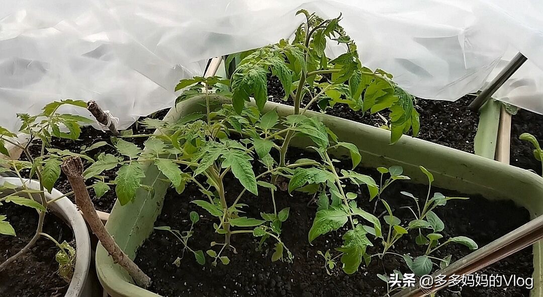 用没熟的小番茄种小番茄,用新鲜番茄的时候可以种植番茄吗