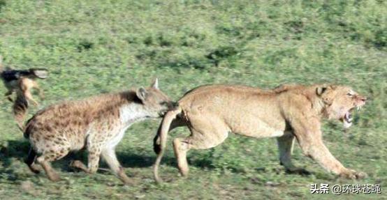 面对卑鄙无耻的掏肛专家，肌肉发达的精壮猎物，为何不逃跑？