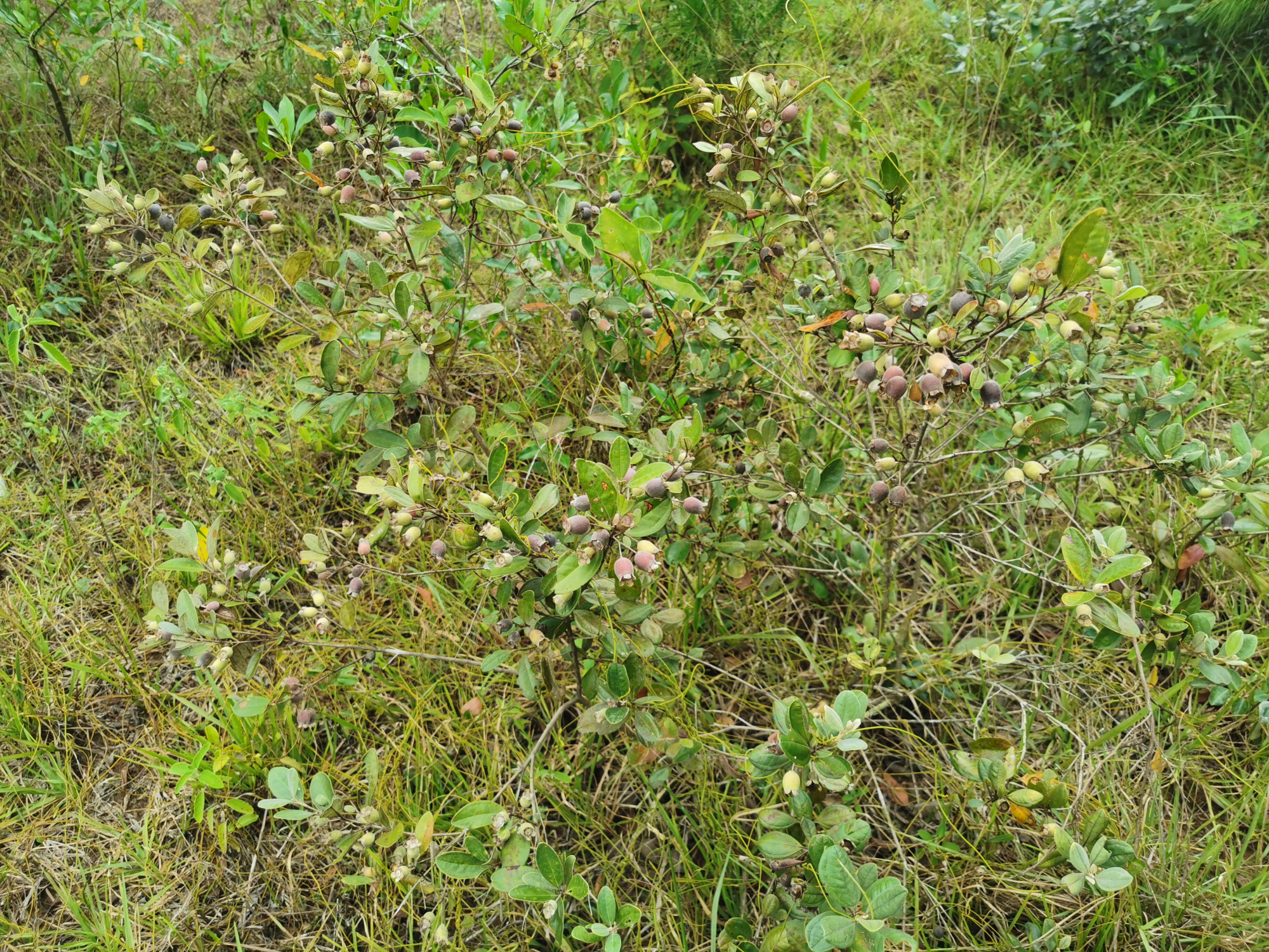 捻子酒半年后要把捻子捞出来吗,捻子酒制作方法