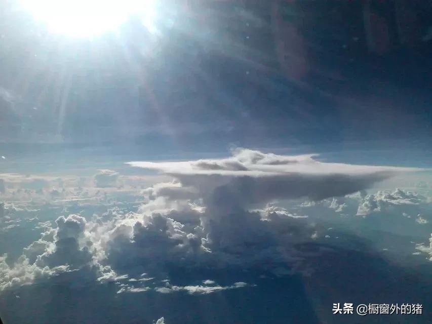 泰北玫瑰的英文,泰北玫瑰图片