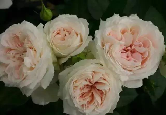 100种玫瑰品种图鉴大全,100种玫瑰品种图解