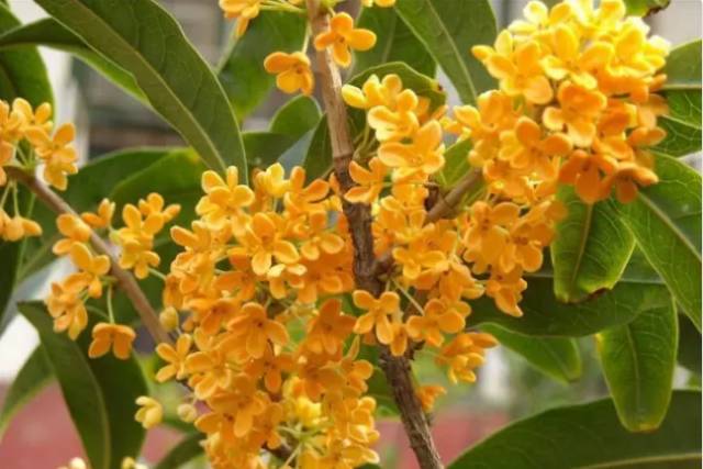 中国十大名花你认识几种呢,中国十大名花你喜欢哪种呢