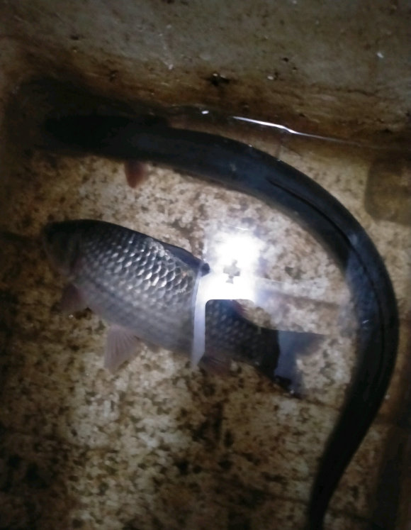 广州钓友钓到甲鱼,广州钓友钓起1.35米鲈鱼