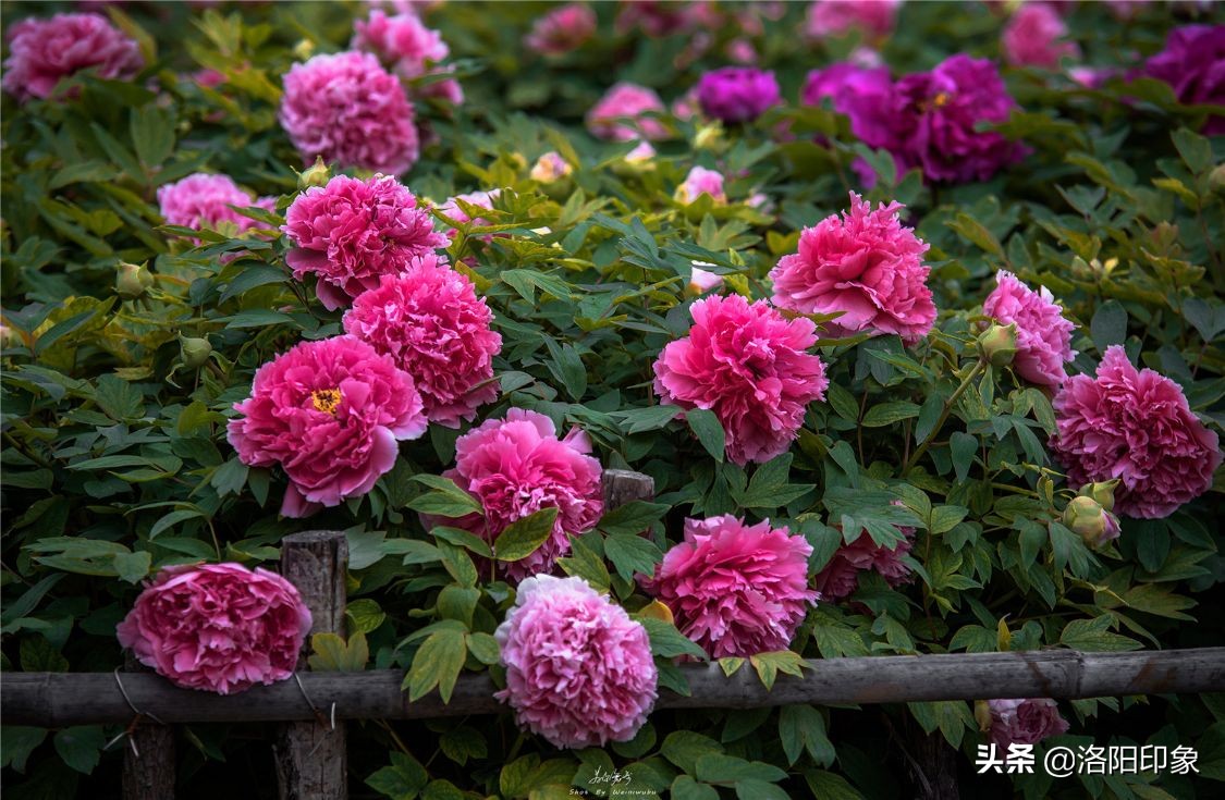 国花雍容华贵牡丹花,雍容华贵富贵牡丹