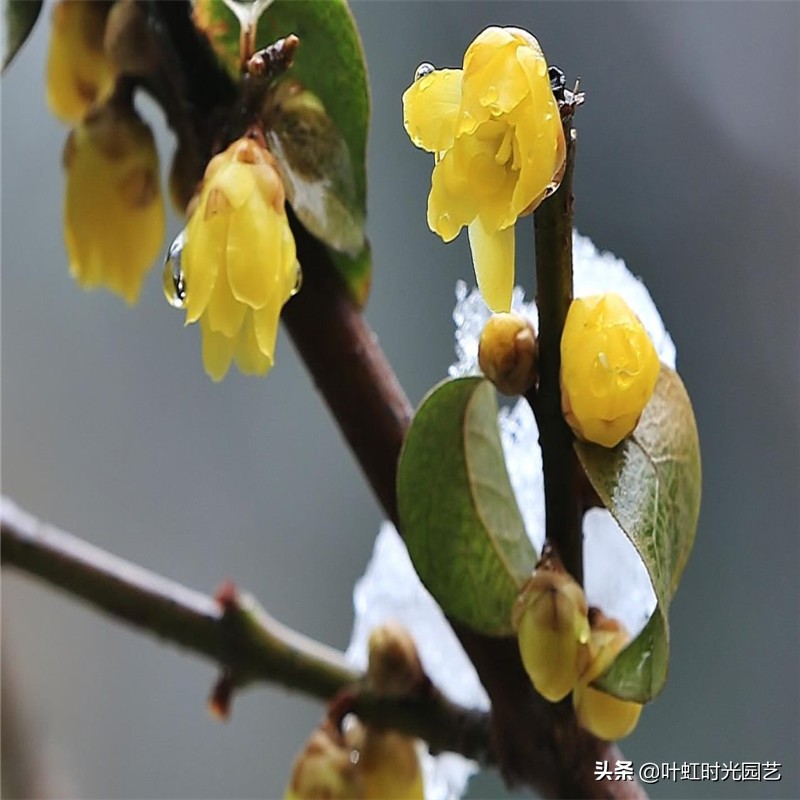 腊梅腊月掉花苞？了解这几点，及时止损花仍开