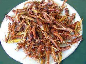 蝗虫的营养及药用价值,哪个品种蝗虫有药用价值