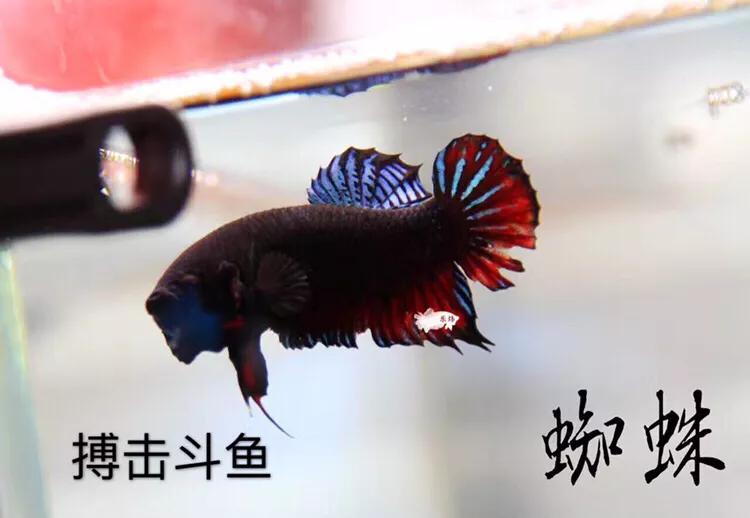 斗鱼历程,斗鱼总结