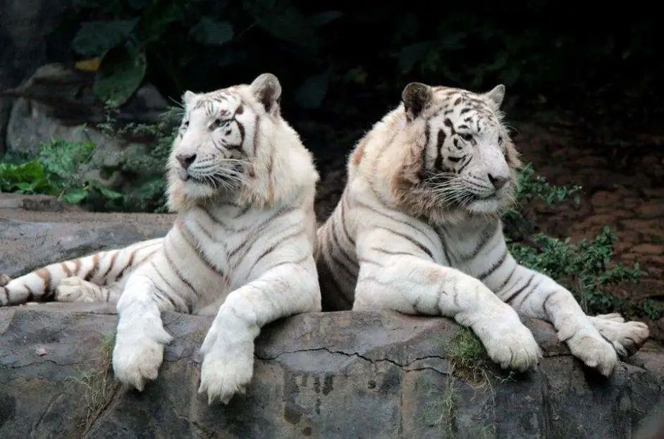 春节广州长隆野生动物世界攻略,广州长隆野生动物世界旅游攻略