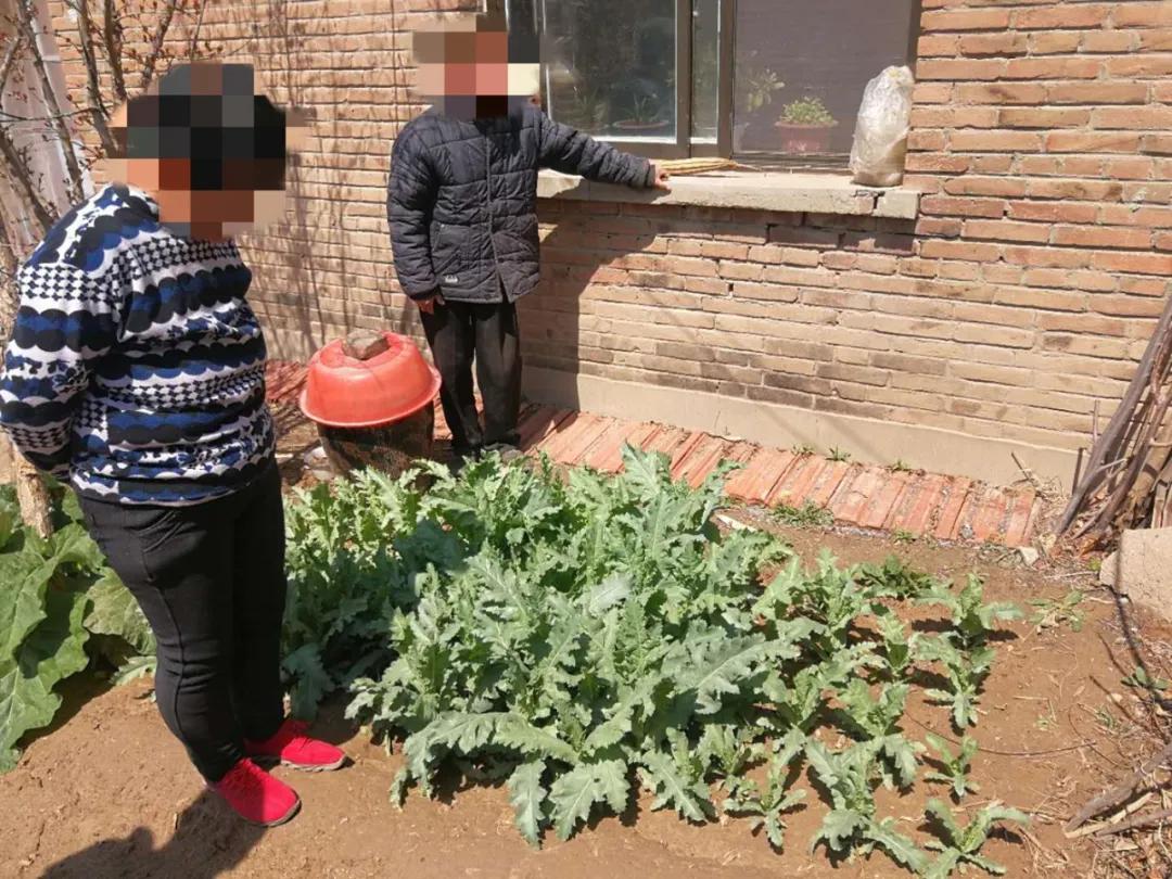 【德州关注】种*粟罂**，竟是为了做饭吃？二人已被处罚