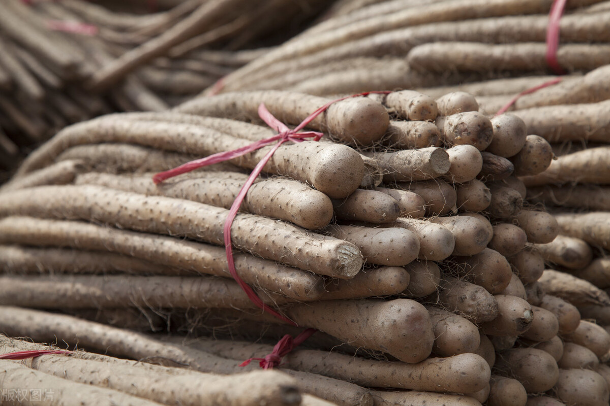 黄帝内经记载怀山药的功效,山药与古代中医的故事
