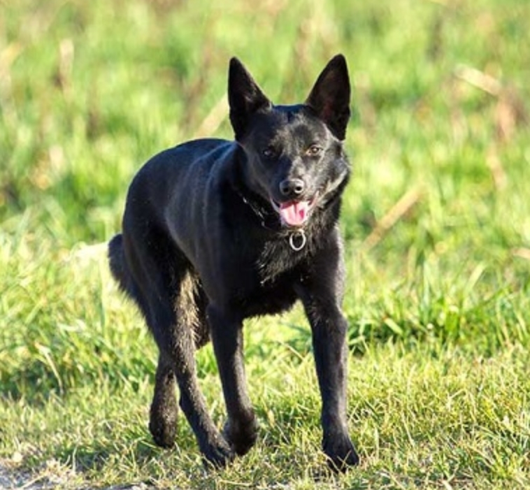 适合老年人养的狗排行榜,适合老人养的狗好养活的品种