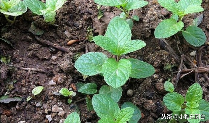 冬季土培铜钱草怎么养才能更旺盛,铜钱草冬季怎么养才能更旺盛