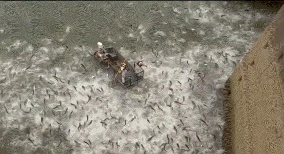 46厘米！18条金鱼引发美国人担忧，会像亚洲鲤鱼一样泛滥吗？