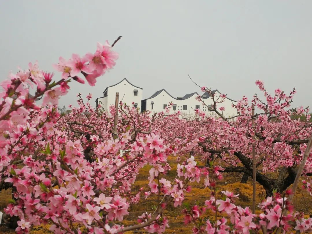 苏州赏花推荐景点有哪些,苏州赏花踏青攻略