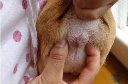 巴哥犬臭怎么解决,巴哥犬体臭怎么消除掉