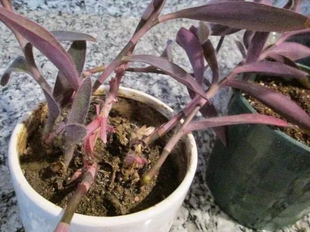 盆栽土结成硬块怎么处理,新买的盆栽土总是结块发白