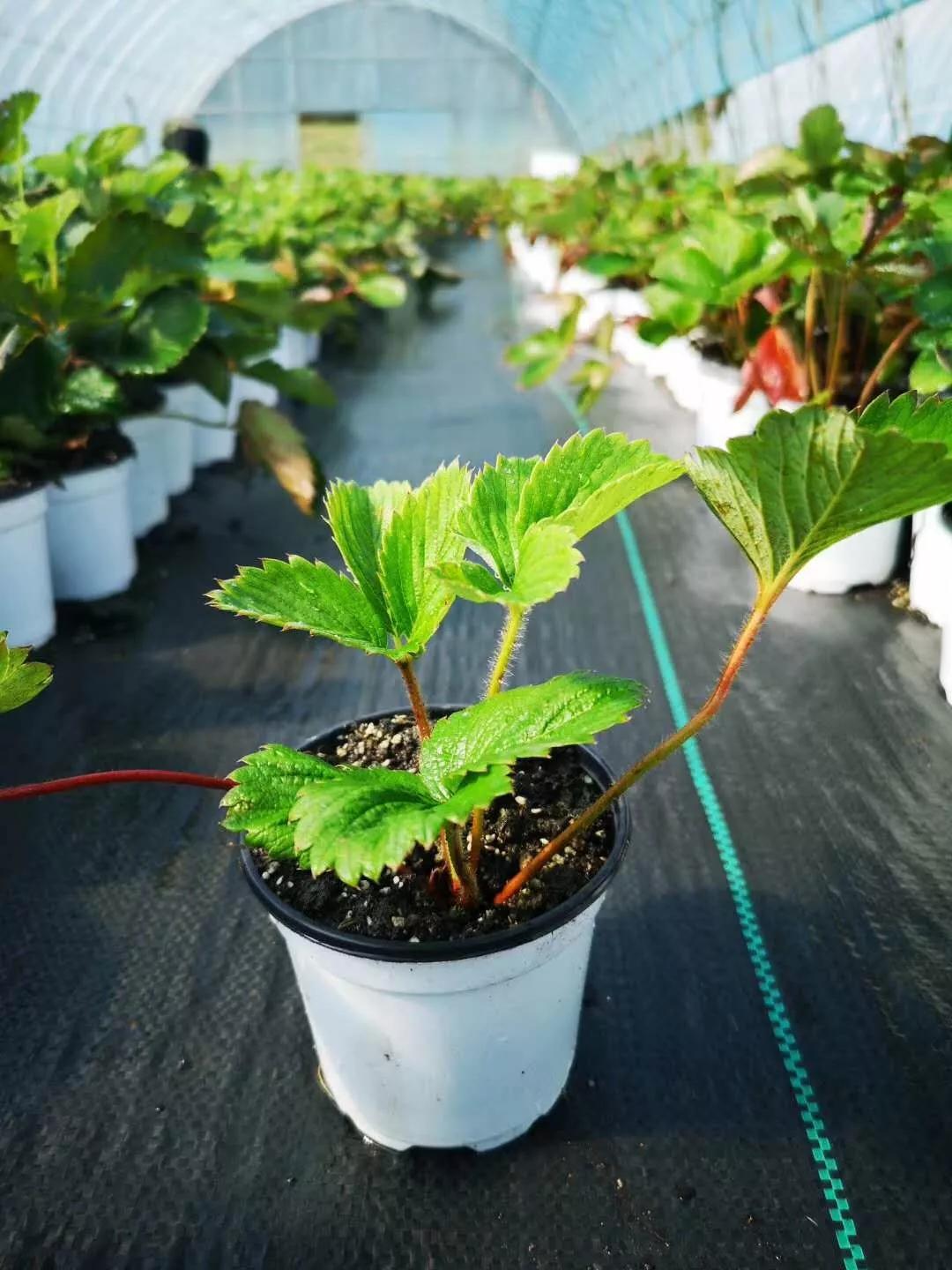 春天买盆小苗苗，嘟噜嘟噜直结果，吃完一茬又一茬