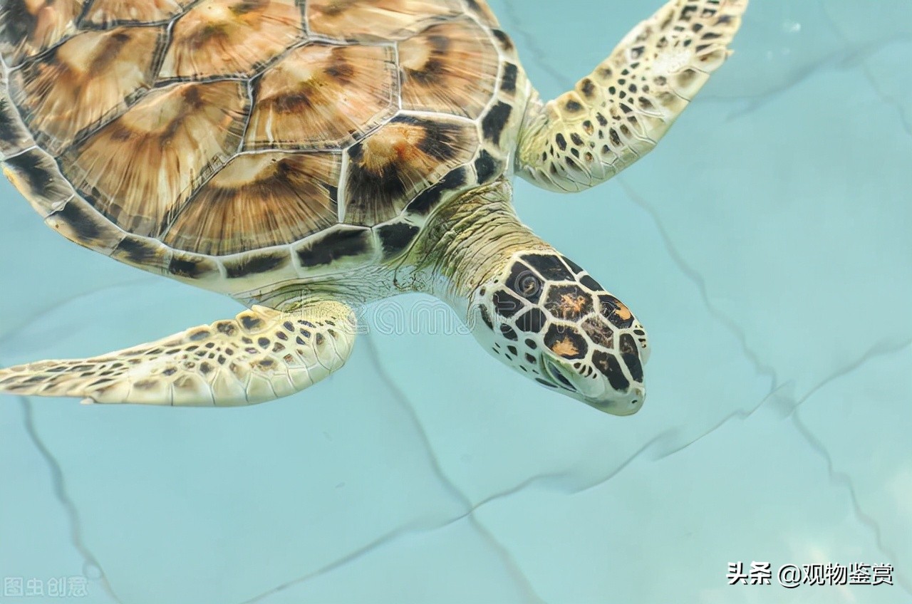 乌龟为什么老是想逃出龟缸,为什么乌龟总是扒缸壁