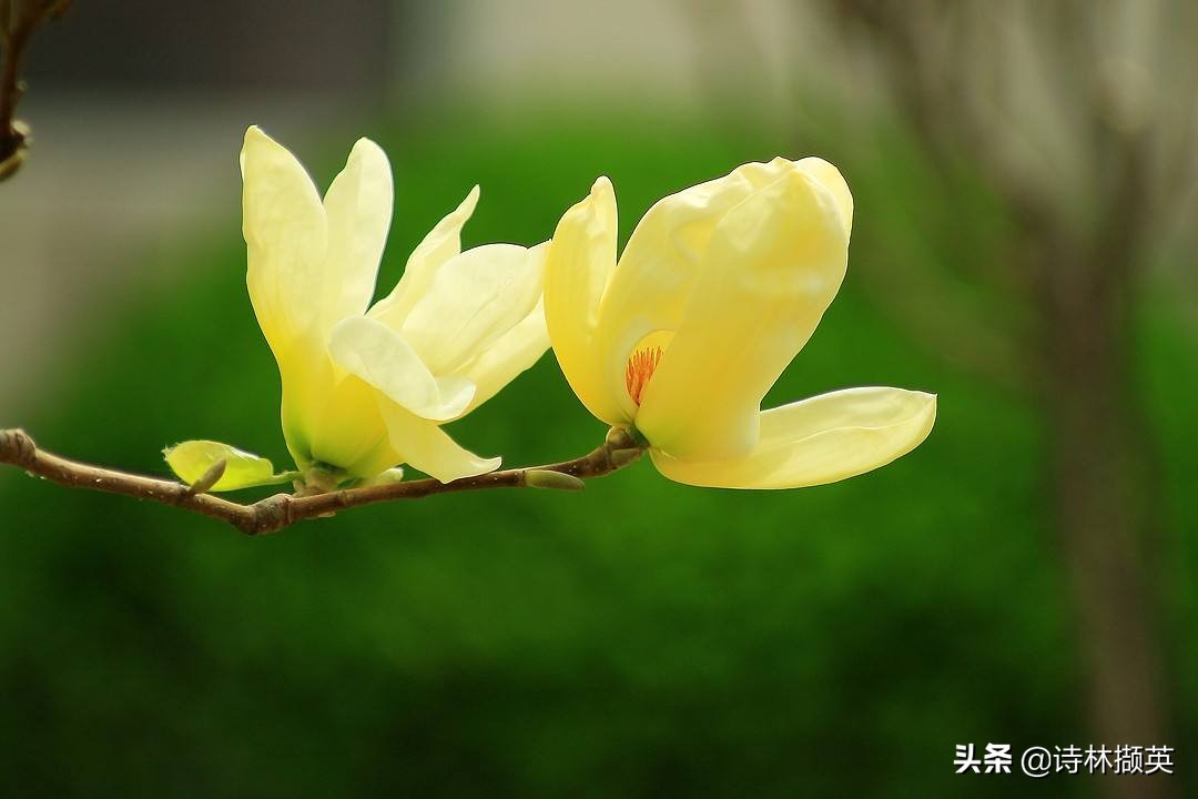 描写景物的作文素材句子,借春天的景物描写冬天的诗句