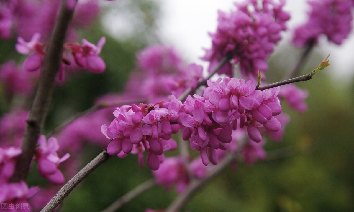 即将开花的十种植物,先长叶后开花的植物
