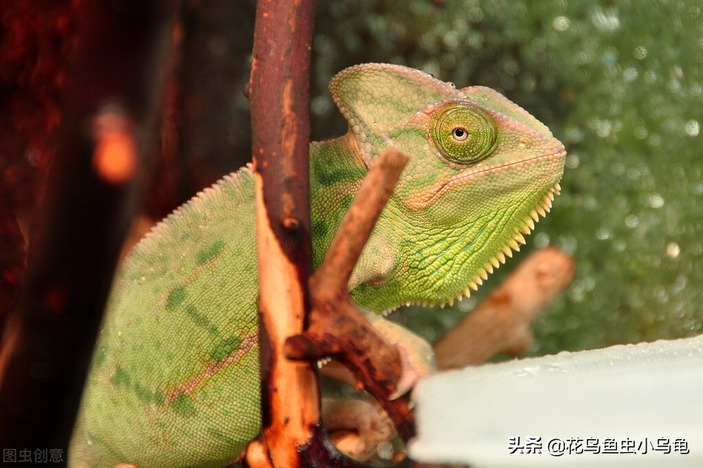 萌巢室内动物园有什么动物,室内游乐场适合养什么动物